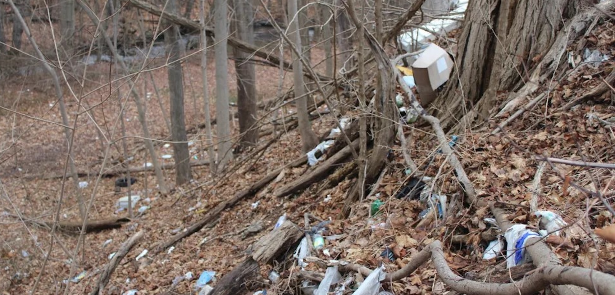 Litter on the hill of Beaver Brook