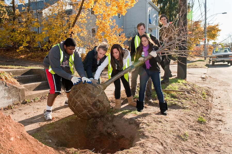 Planting trees