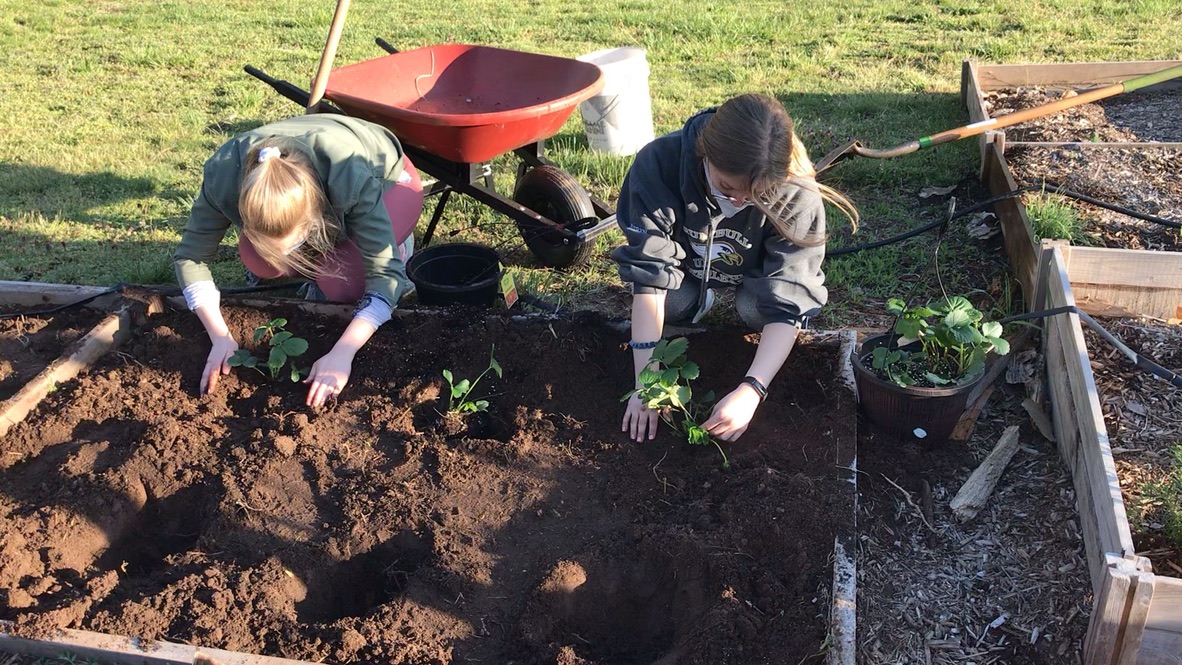 Two students in the SCSU Garden planting plants in a flower bed.